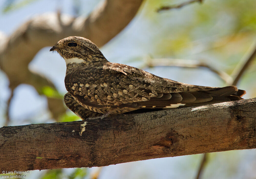 Lesser Nighthawk