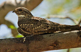 Lesser Nighthawk