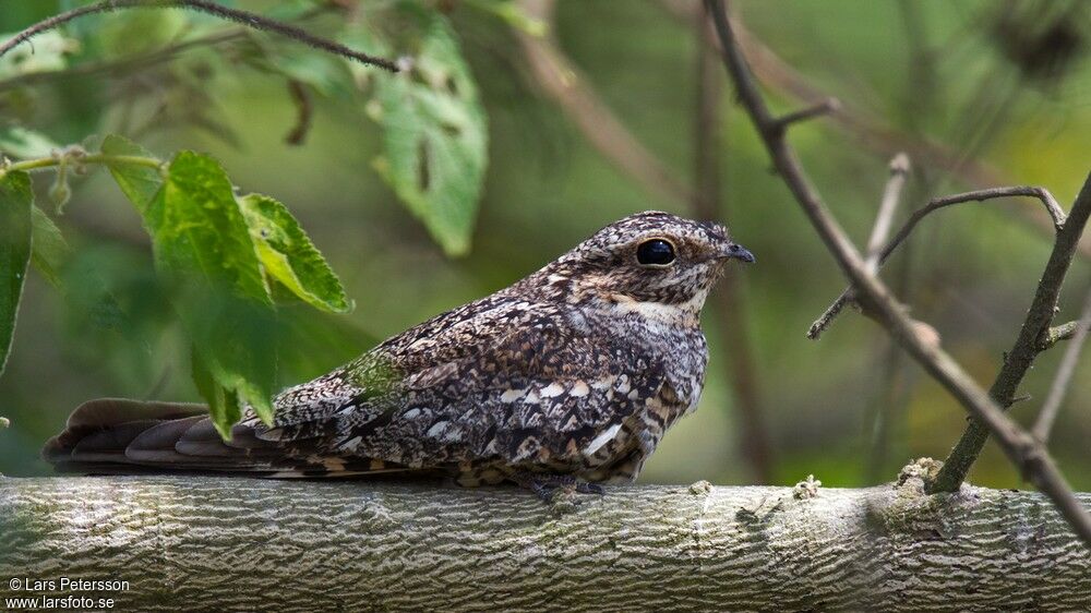 Lesser Nighthawk