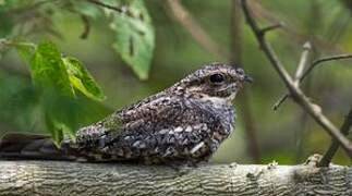 Lesser Nighthawk