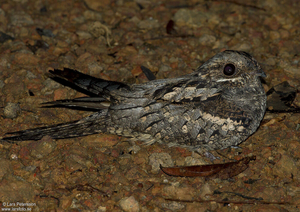 Fiery-necked Nightjar