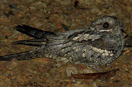 Fiery-necked Nightjar