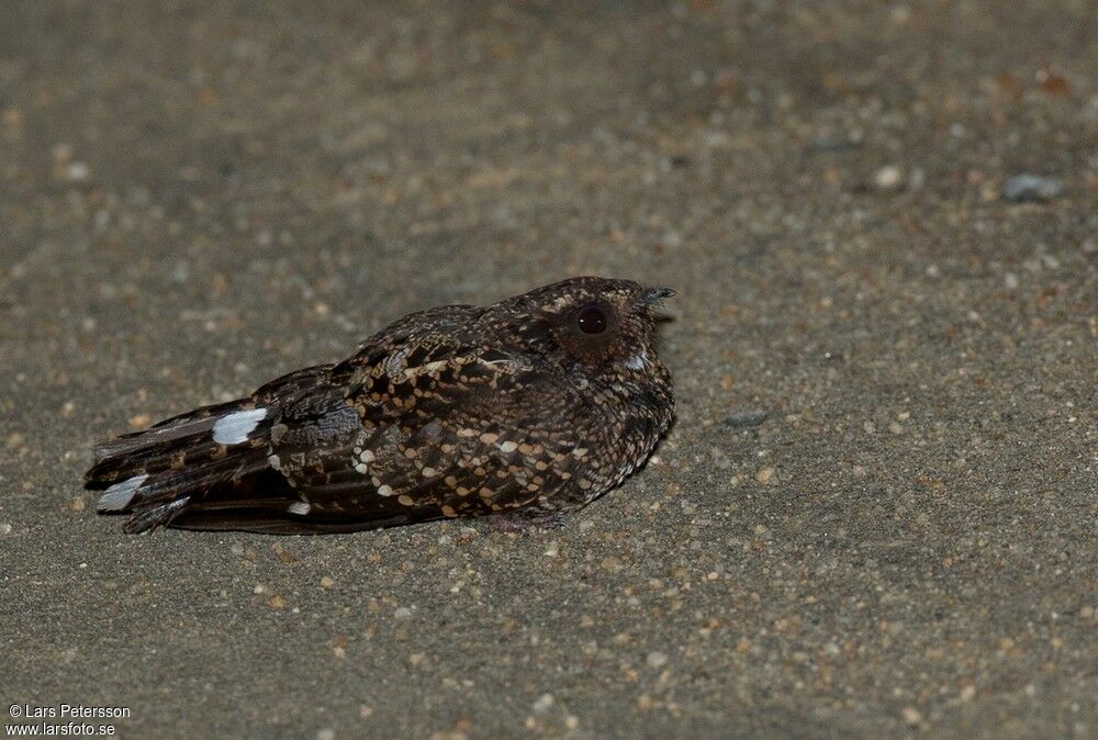 Blackish Nightjar