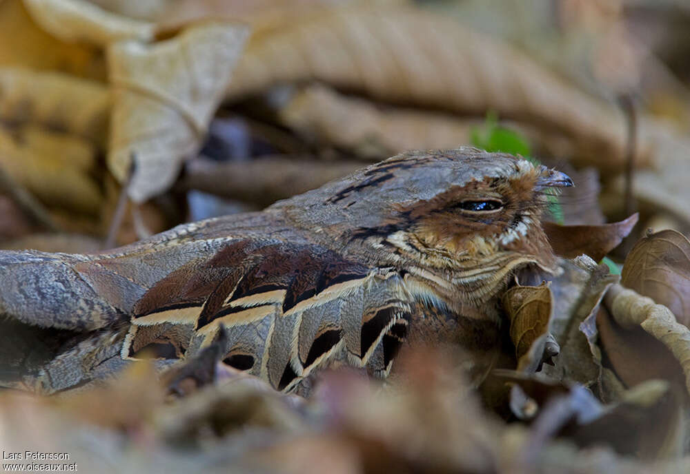 Pauraqueadult, camouflage, pigmentation