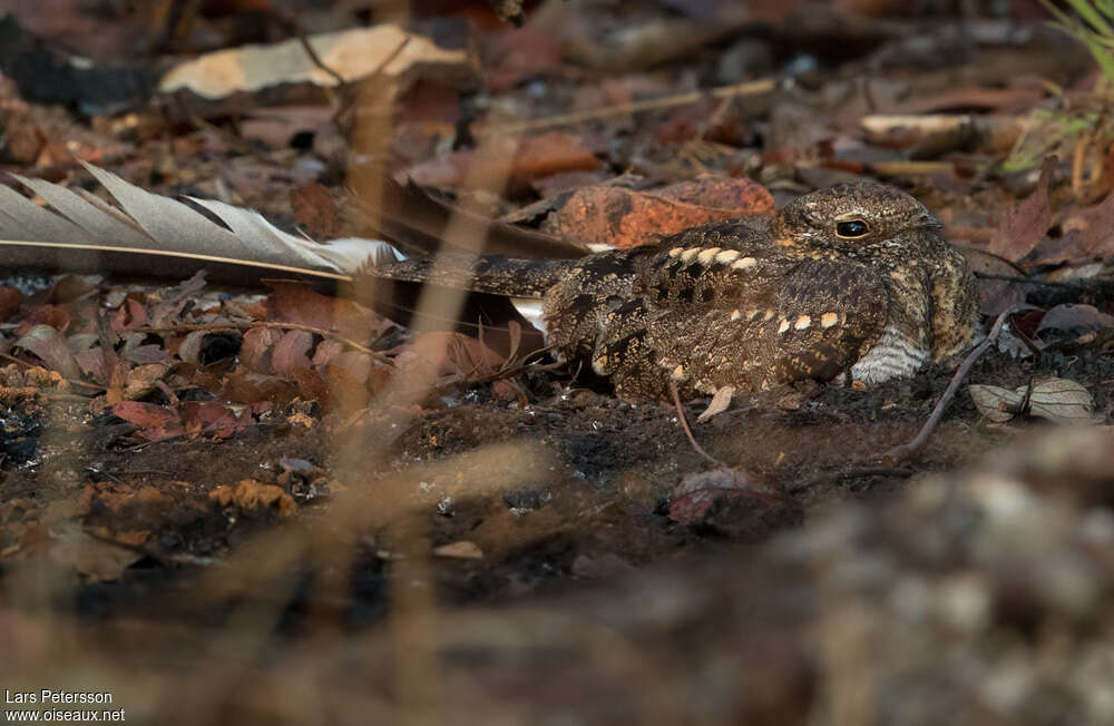 Pennant-winged Nightjar