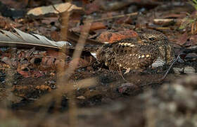 Pennant-winged Nightjar