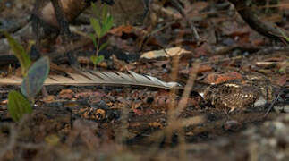 Pennant-winged Nightjar