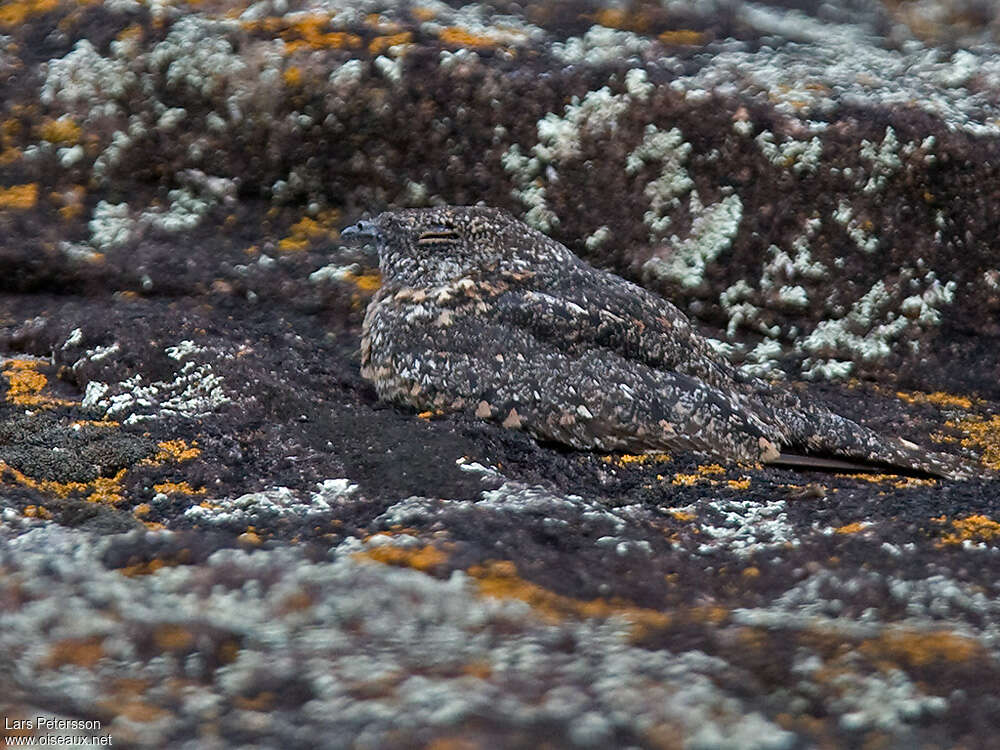 Pygmy Nightjar