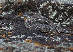 Pygmy Nightjar