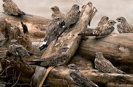 Sand-colored Nighthawk