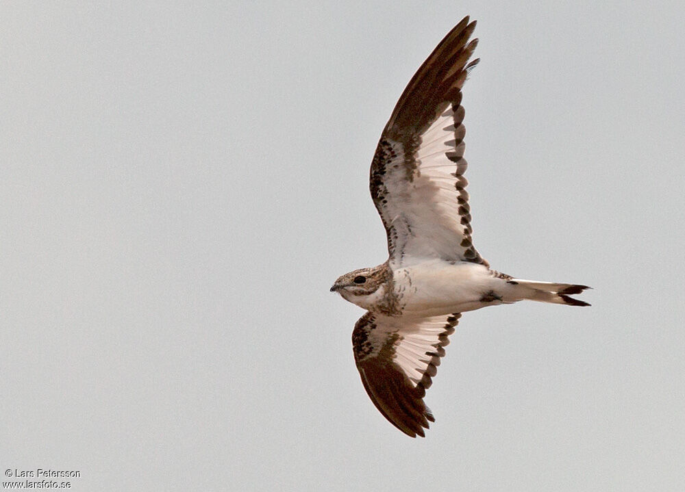 Sand-colored Nighthawk