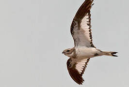 Sand-colored Nighthawk