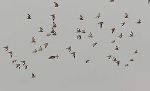 Sand-colored Nighthawk