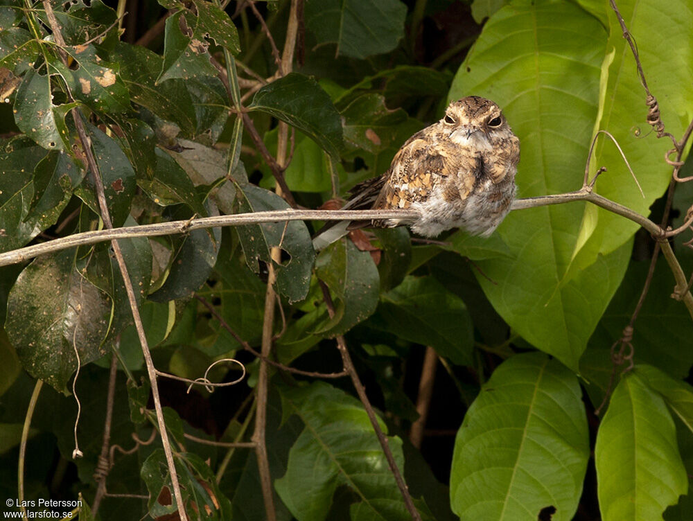 Ladder-tailed Nightjar