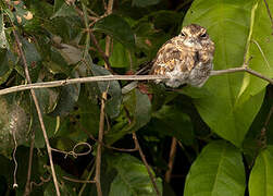 Ladder-tailed Nightjar