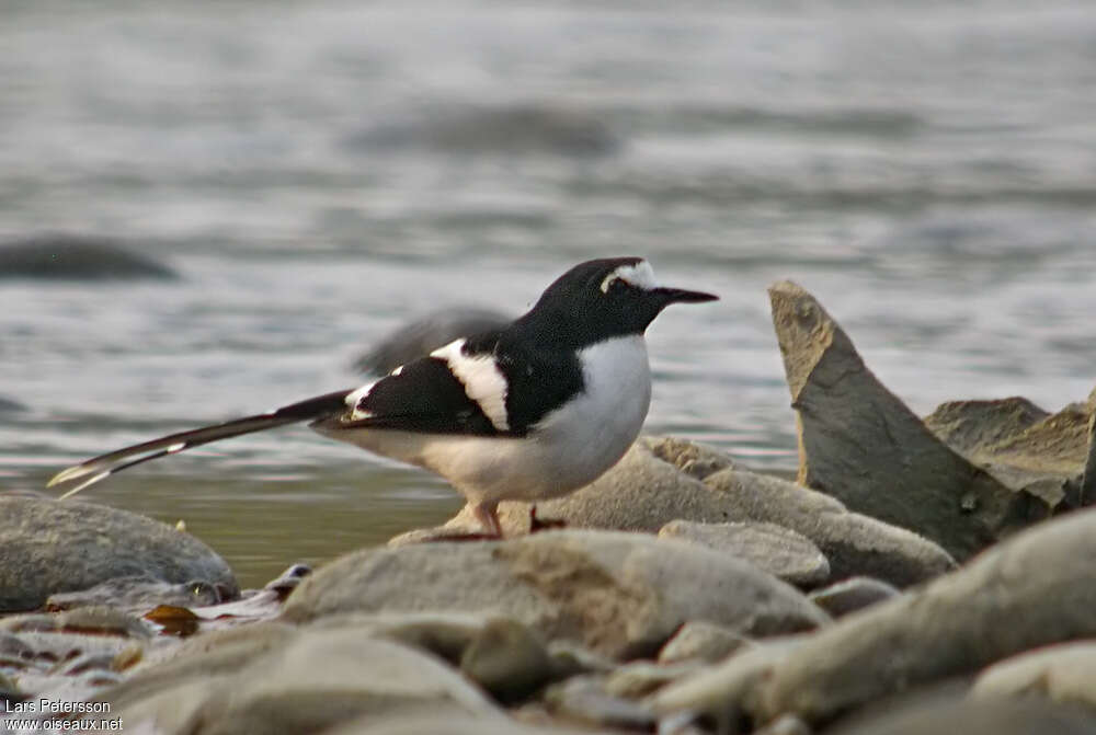 Black-backed Forktailadult, identification