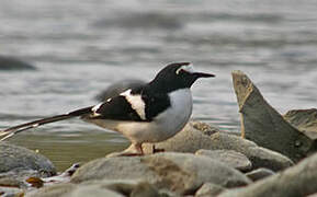 Black-backed Forktail