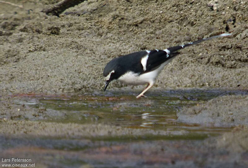 Black-backed Forktailadult, identification