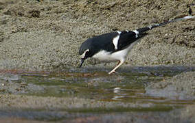 Black-backed Forktail