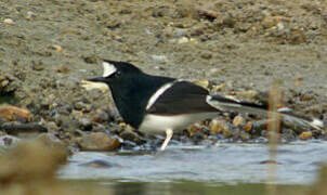 White-crowned Forktail