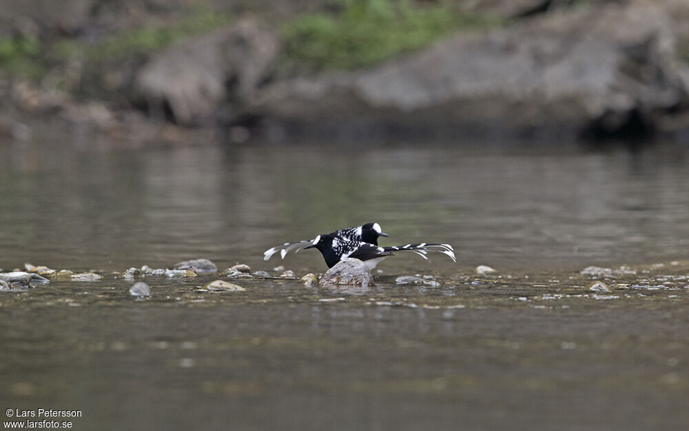 Spotted Forktail