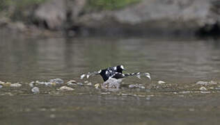 Spotted Forktail