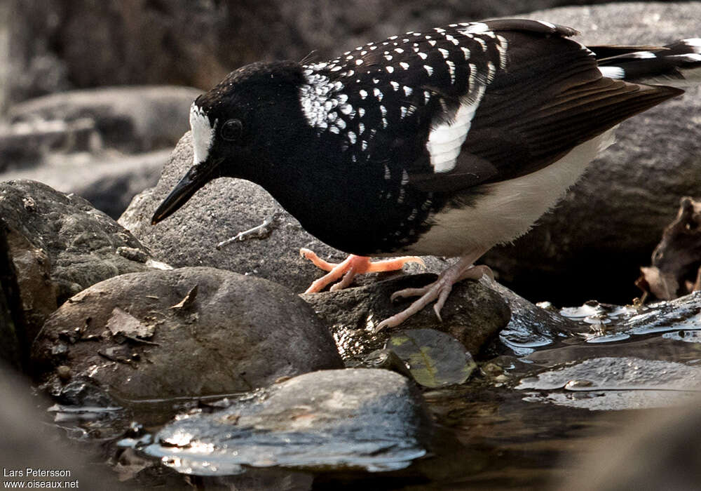 Spotted Forktail, close-up portrait