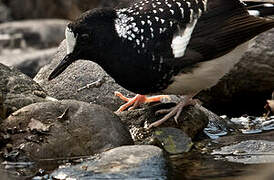 Spotted Forktail