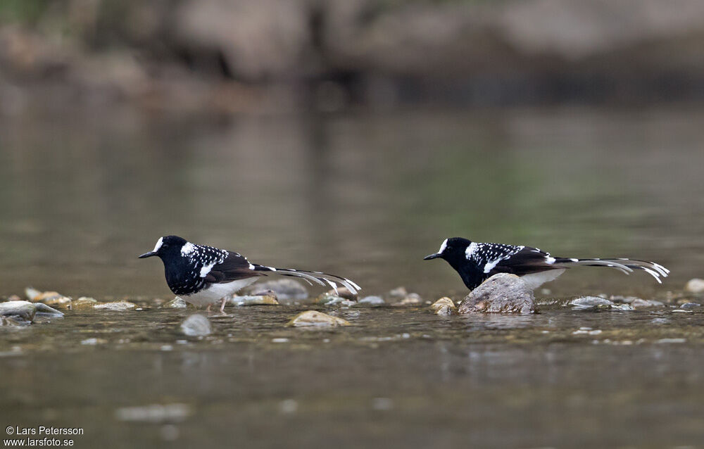 Spotted Forktail