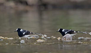 Spotted Forktail