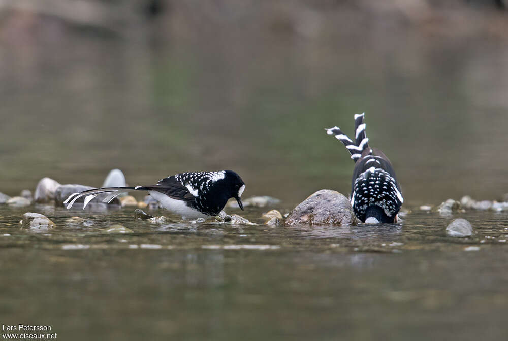 Énicure tacheté, pêche/chasse