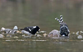 Spotted Forktail