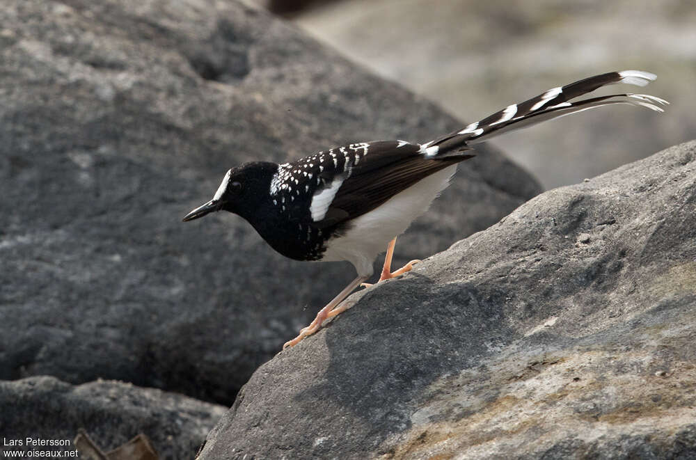 Spotted Forktailadult, identification