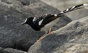 Spotted Forktail