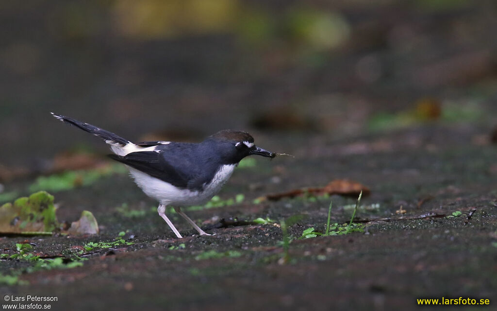 Sunda Forktail