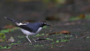 Sunda Forktail