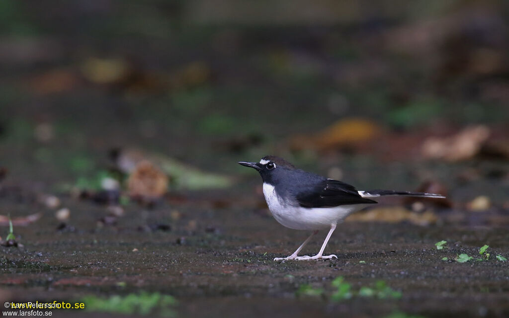 Sunda Forktail