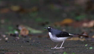 Sunda Forktail