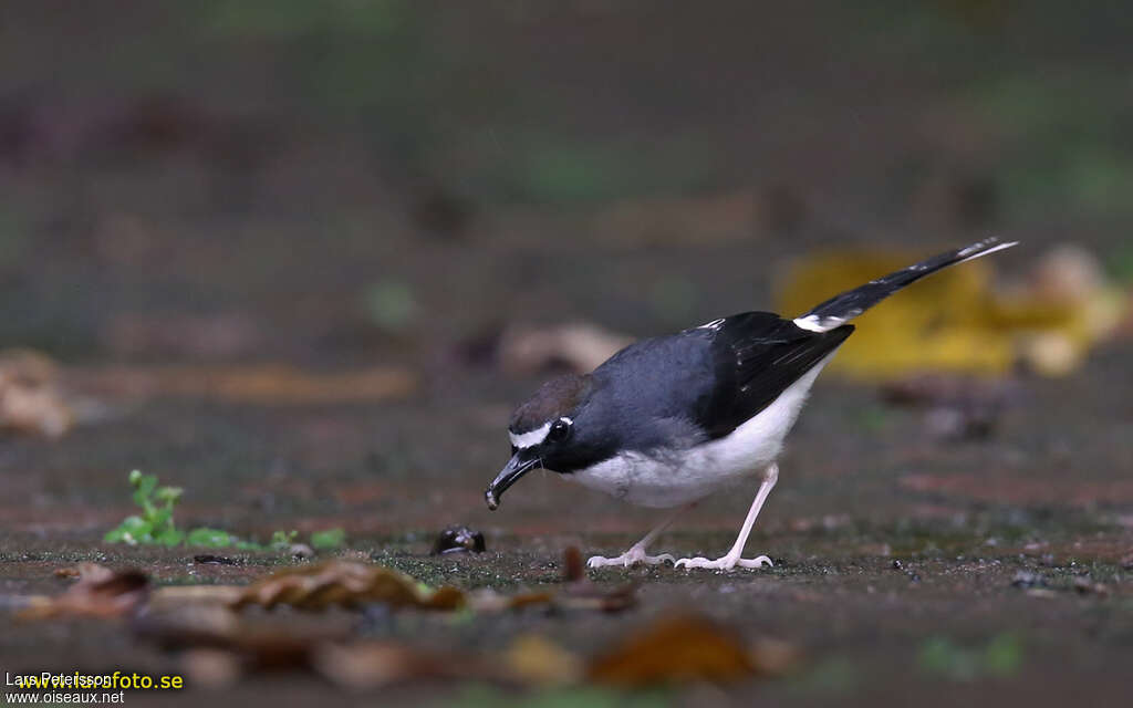 Sunda Forktailadult