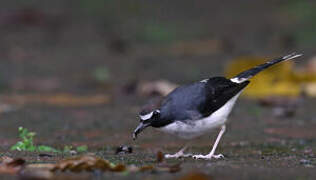 Sunda Forktail