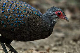 Germain's Peacock-Pheasant