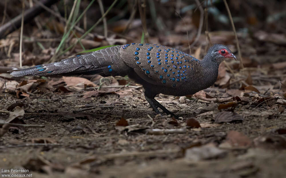 Éperonnier de Germainadulte, identification