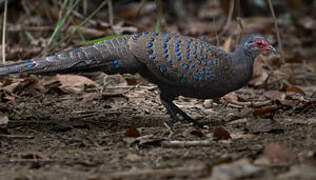 Germain's Peacock-Pheasant