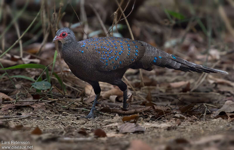 Germain's Peacock-Pheasantadult