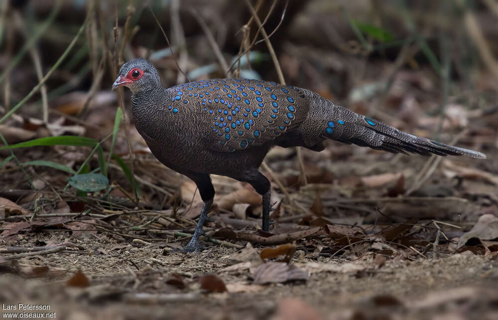 Germain's Peacock-Pheasantadult