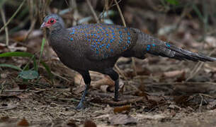 Germain's Peacock-Pheasant