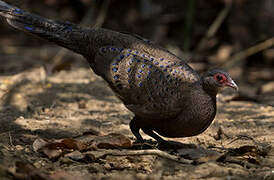 Germain's Peacock-Pheasant