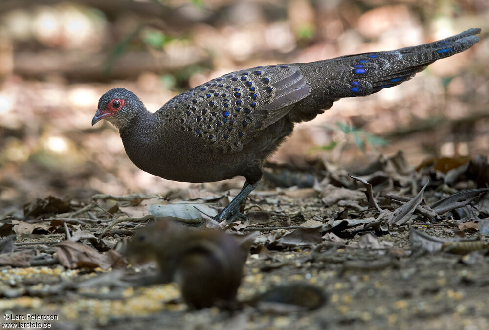 Germain's Peacock-Pheasantadult