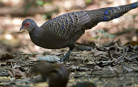 Germain's Peacock-Pheasant