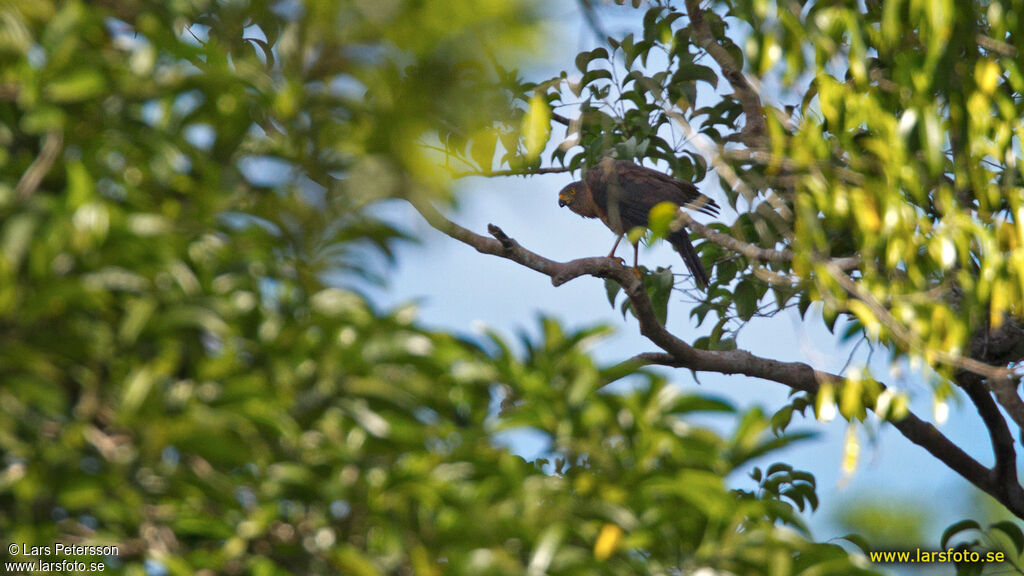 Collared Sparrowhawk